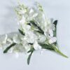 falenopsis orxideya v arendu 1